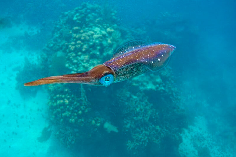 Karibischer Tintenfisch in klarem Wasser