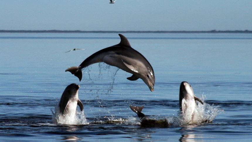 Eine Gruppe von Delfinen, die Spaß haben.