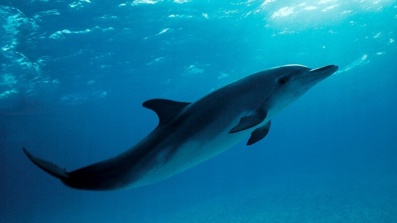 Der Delphin soll eines der intelligentesten Säugetiere sein