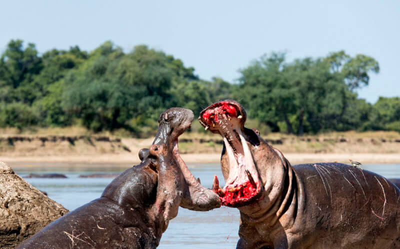 Zwei Flusspferde kämpfen.