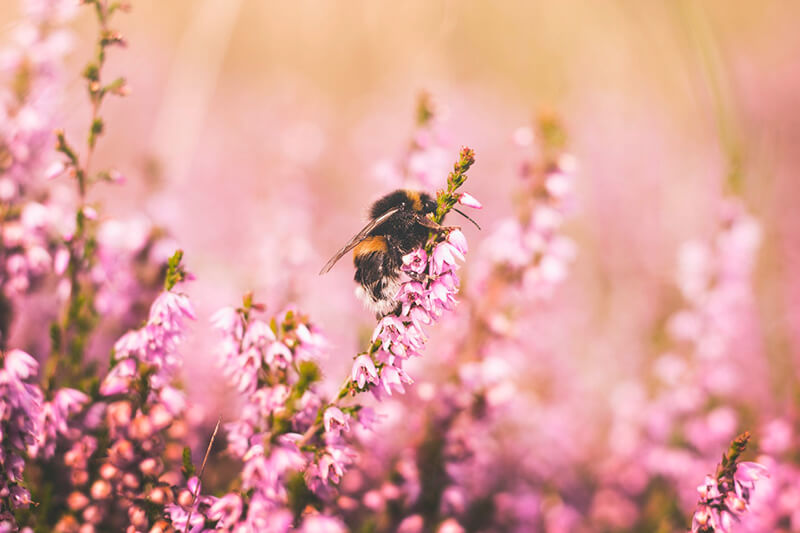 Biene (Insekt), die Nektar von einer Blume extrahiert
