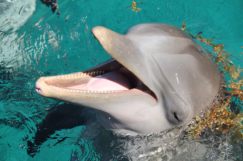Der Delphin gehört zu Wassertieren