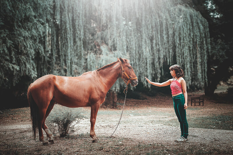 Das Pferd ist das wichtigste Haustier für die Menschheit
