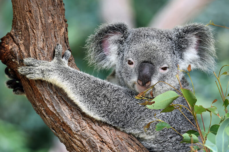 Koalas sind pflanzenfressende Tiere