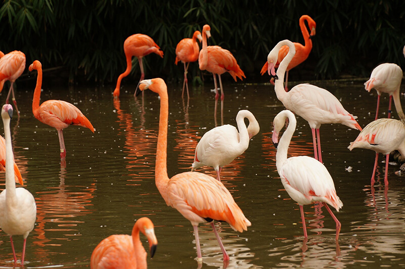 Flamingos sind charakteristische Tiere von Seen