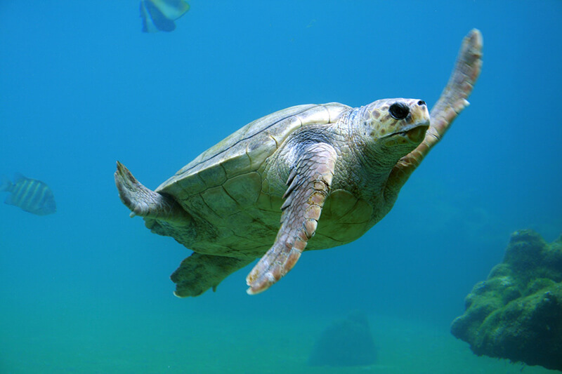 Die Meeresschildkröte ist Teil der Meerestiere