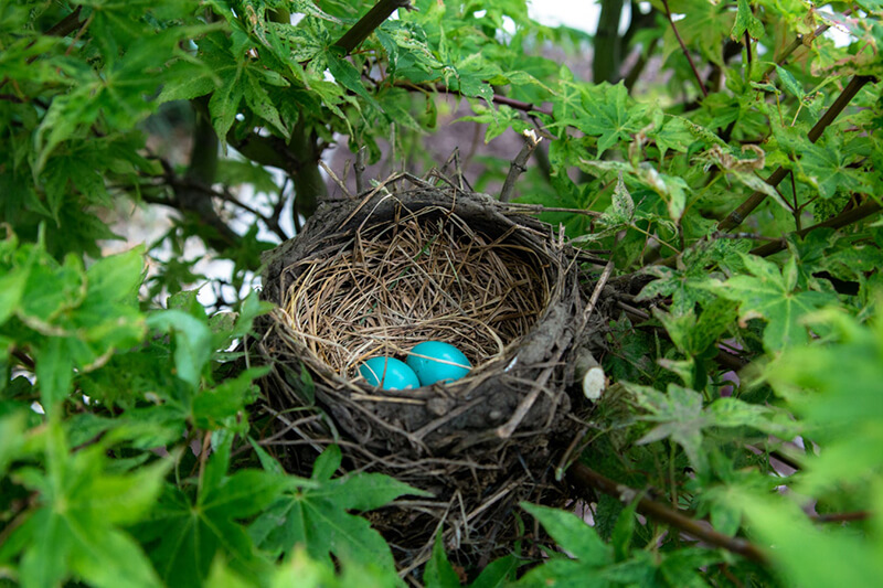 Vögel sind eiförmige Tiere und sie bauen Nester, um ihre Nachkommen zu schützen