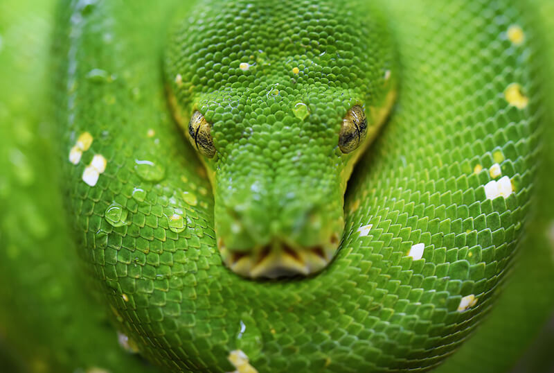Schlangen sind Teil von Reptilien