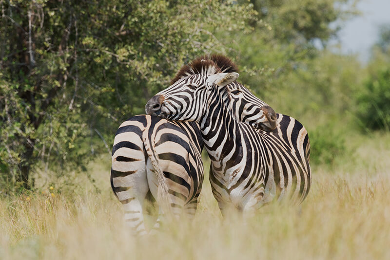 Das Zebra ist ein wildes Tier, das nicht von Menschen domestiziert wird