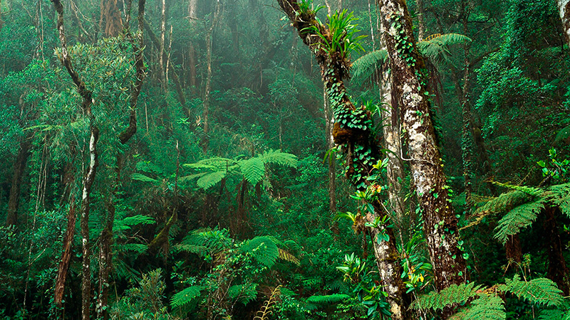 In den Wäldern gibt es die größte Artenvielfalt
