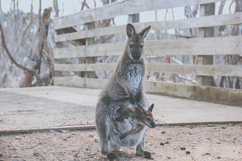 Das Känguru ist eines der lebhaften Tiere