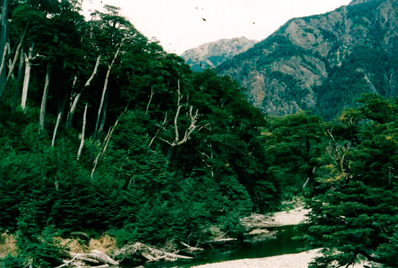 Chilenischer Wald