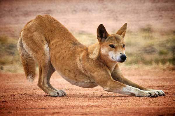 Dingos können alleine oder in einer Herde leben,