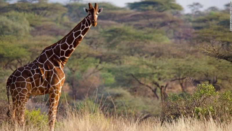 Bild einer erwachsenen Giraffe