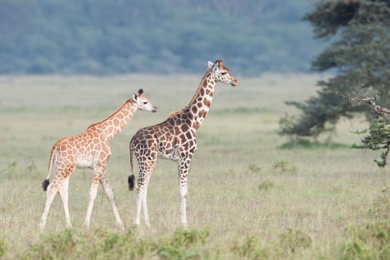 2 Giraffen laufen