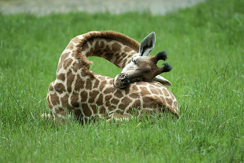 Giraffe liegend