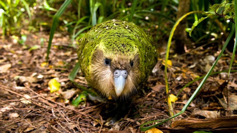 Bild eines Kakapo frontal