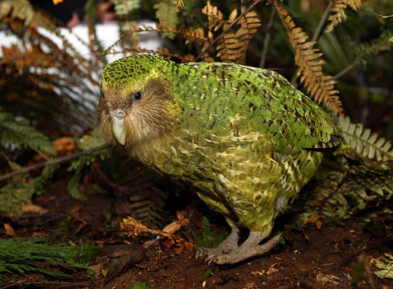 Bild eines Kakapo