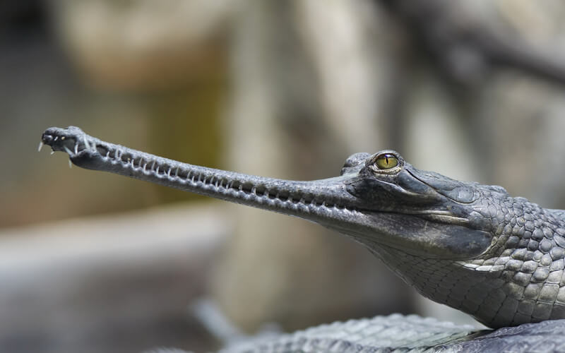 Das Gharial ist eine Art Krokodil, das sich durch seine riesige Schnauze auszeichnet.