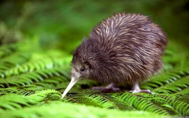 Die Kiwi ist vom Aussterben bedroht.