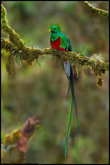 Bild eines Quetzals und seines Gefieders