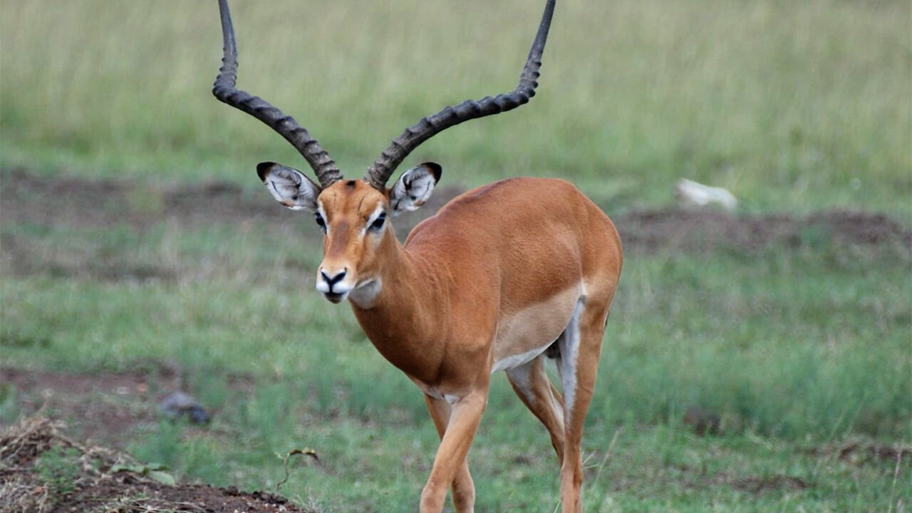 Der Hauptunterschied zwischen dem männlichen und dem weiblichen Impala besteht darin, dass das Weibchen keine Hörner hat.