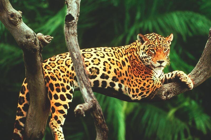 Der Jaguar ist eine fleischfressende Katze.