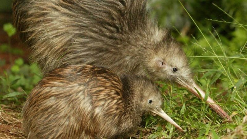 Eine Kiwi mit ihrem Baby auf der Suche nach Nahrung.