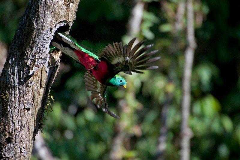Bild eines fliegenden Quetzals