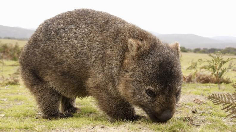 Bild eines Wombats