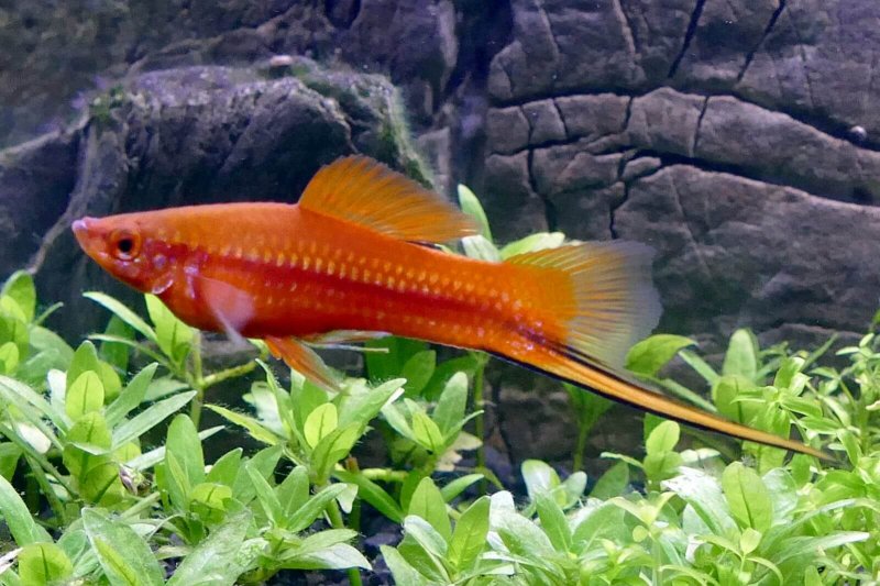 Der Xiphophorus ist ein sehr beliebter Fisch bei Menschen mit Aquarien.