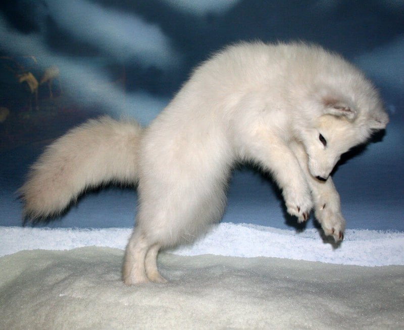 Bild eines Baby-Polarfuchses
