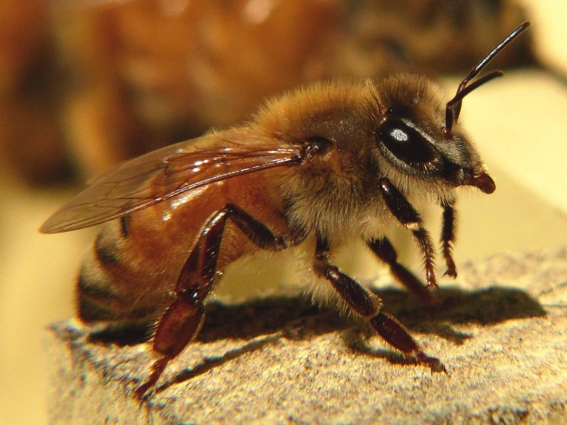 Eine Arbeiterbiene