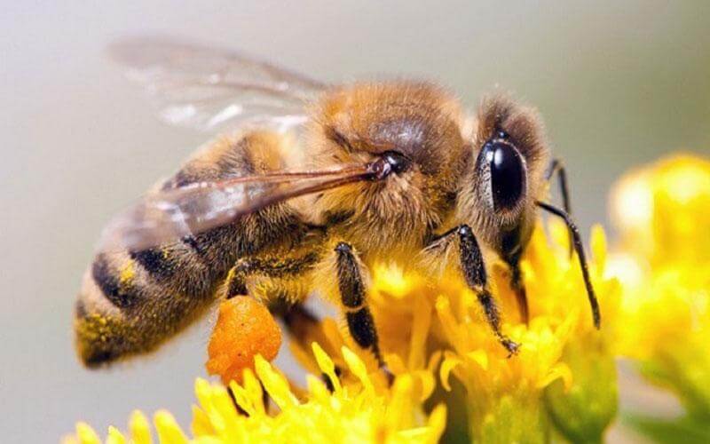 Die Biene ist wichtig für die Bestäubung.