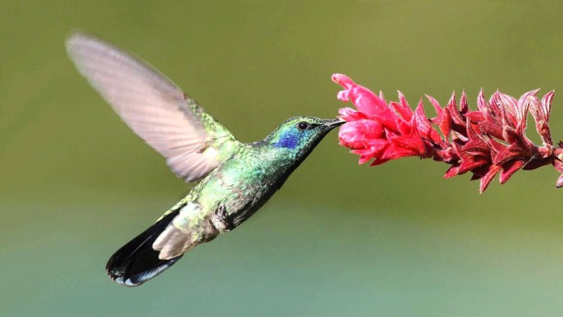Der Kolibri ernährt sich hauptsächlich von Nektar.