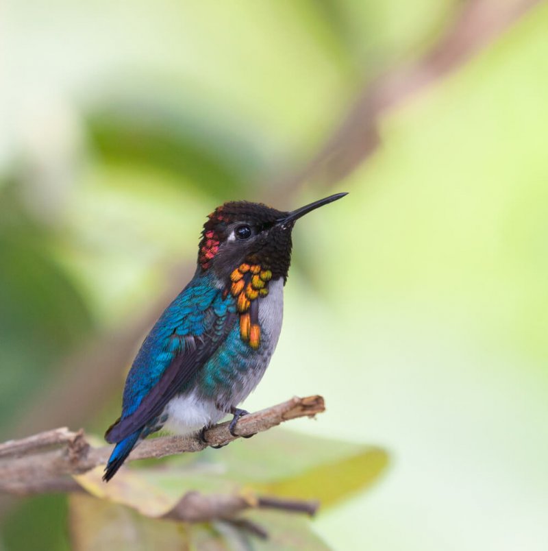 Wir können das wunderbare Gefieder des Kolibris schätzen.