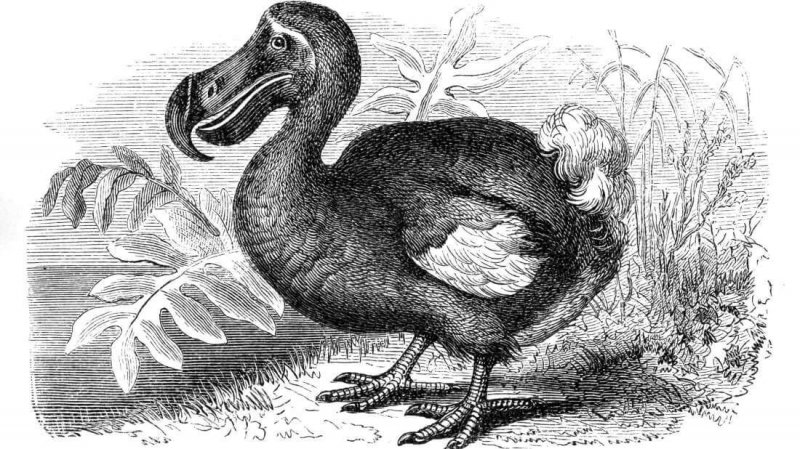 Der Dodo ist seit vielen Jahren ein ausgestorbenes Tier.