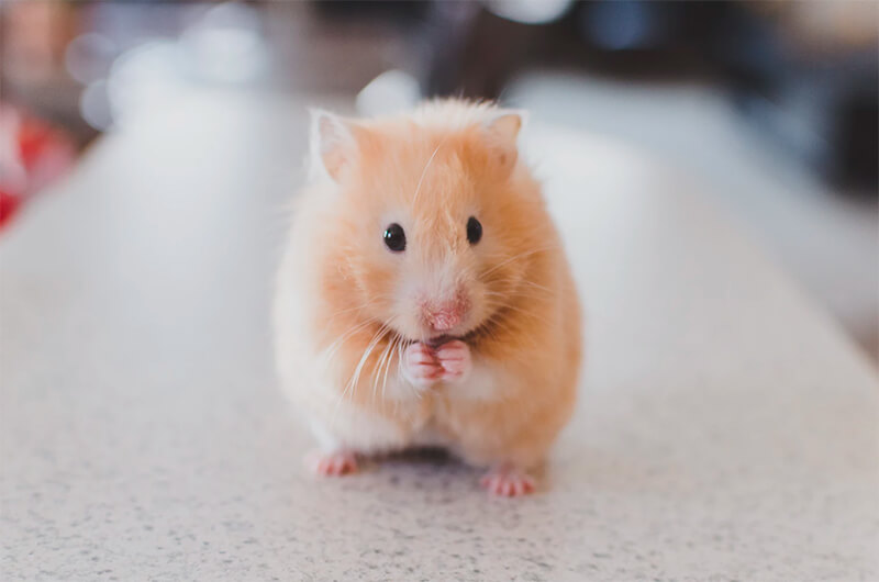 Entzückender Hamster