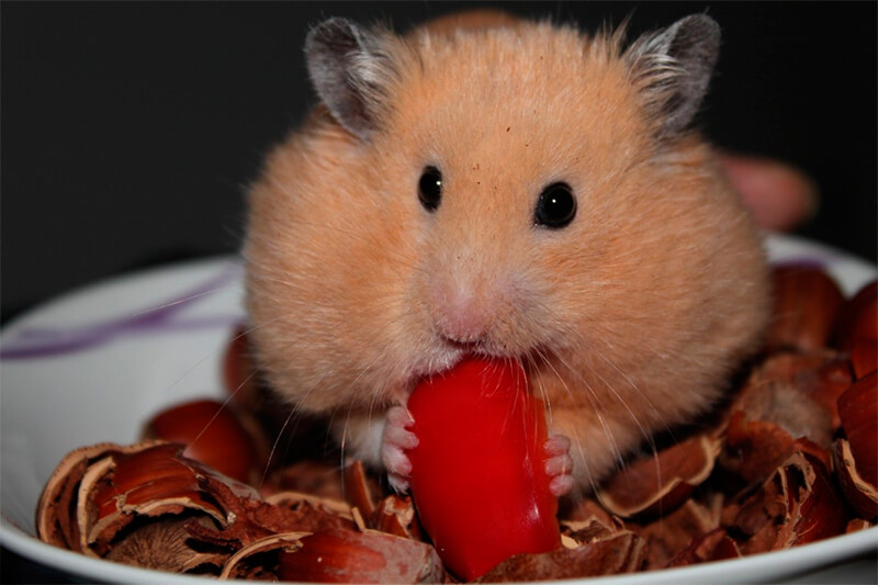 Hamster ernährt sich von Nüssen