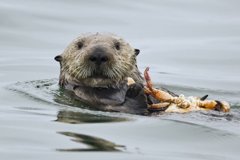 Ein Otter, der sich von einer Krabbe ernährt.