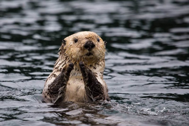 Ein Otter genießt einen Nachmittag des Badens.