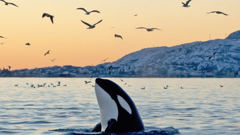 Der Killerwal ist ein Säugetier und lebt in kaltem Wasser.