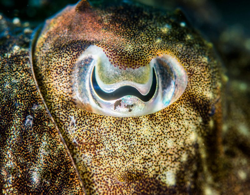 Wir können das W-förmige Auge des Tintenfischs schätzen