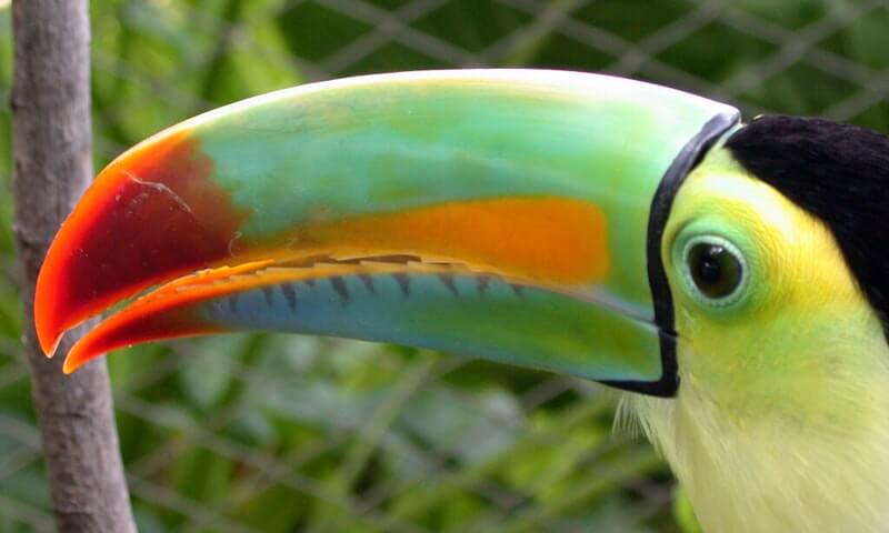 Der Iris-Tukan ist ein sehr geselliger Vogel.