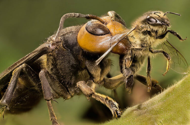 Eine riesige asiatische Hornisse gerade rechtzeitig, um eine Honigbiene zu jagen.