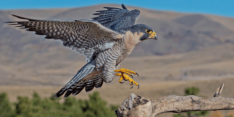 Falcon - Informationen, Eigenschaften und Kuriositäten