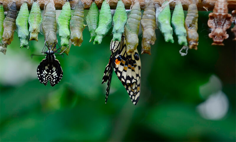 Schmetterlinge tauchen aus der Puppe auf
