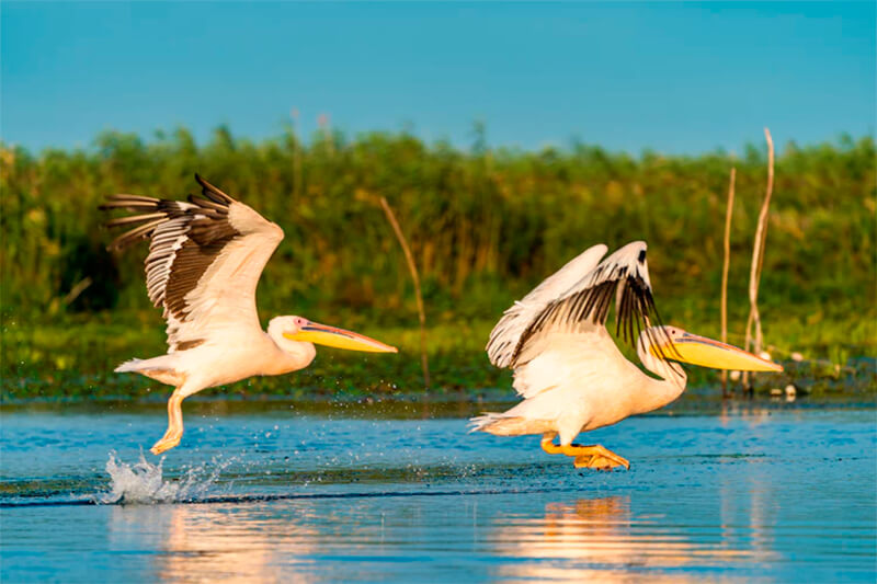 Pelikane fliegen über das Wasser