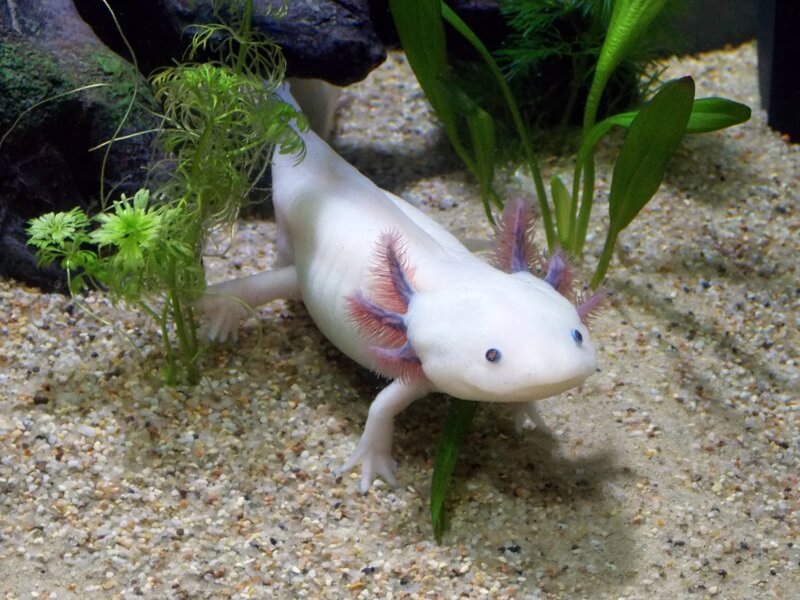 Der Axolotl ist eine beliebte Amphibie in Aquarien. Albinos werden in Gefangenschaft gezüchtet.