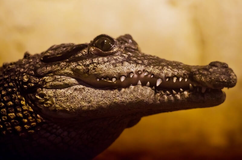 Der Alligator ist ein aquatisches Reptil.